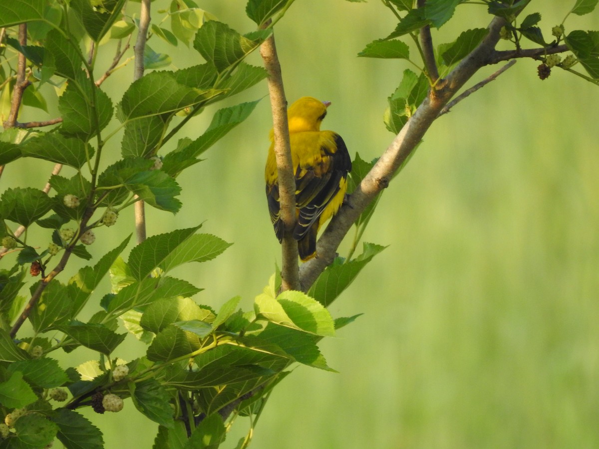 Indian Golden Oriole - ML634146742
