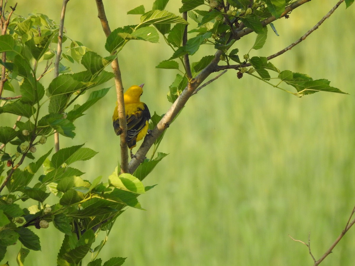 Indian Golden Oriole - ML634146743