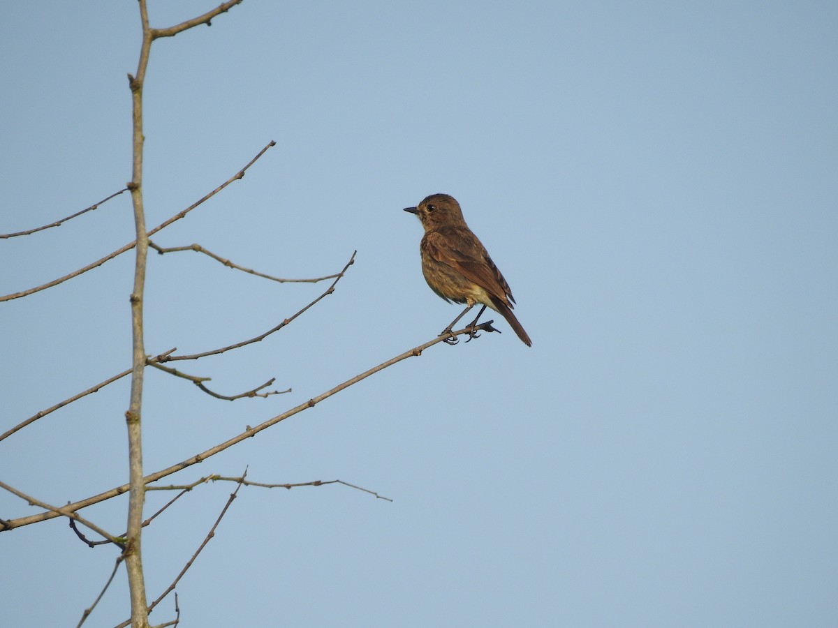 Pied Bushchat - ML634146769