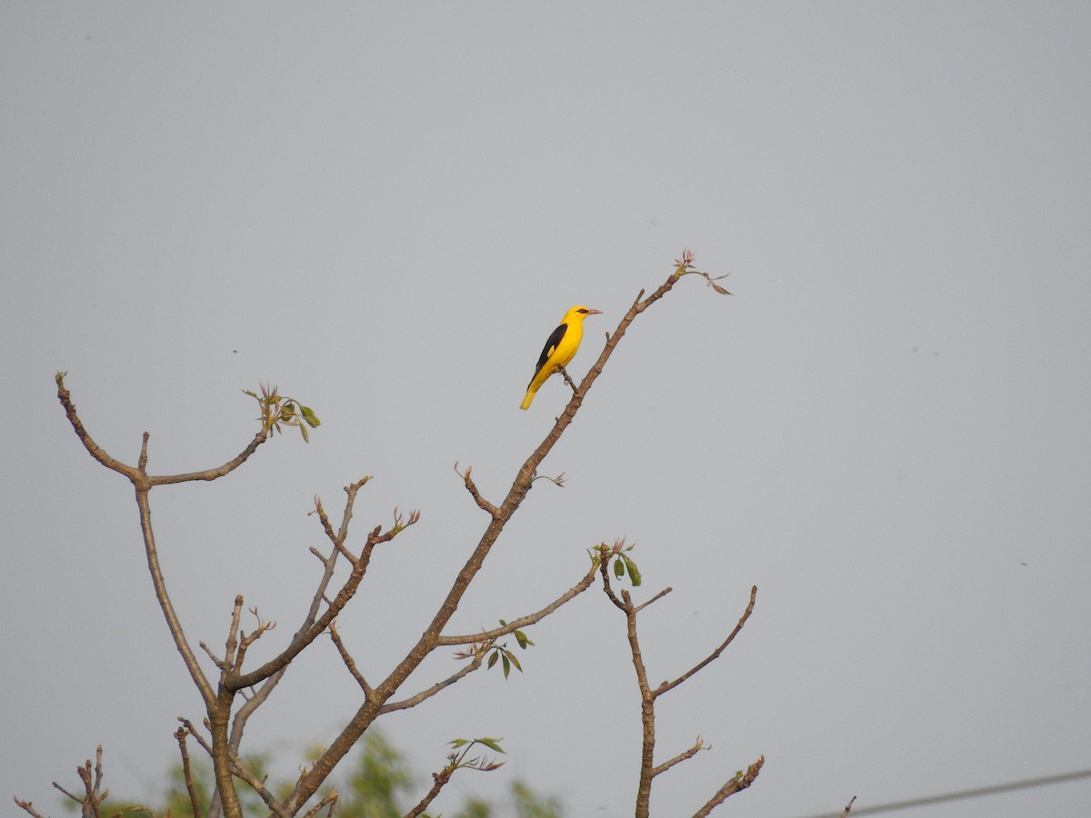 Indian Golden Oriole - ML634146827