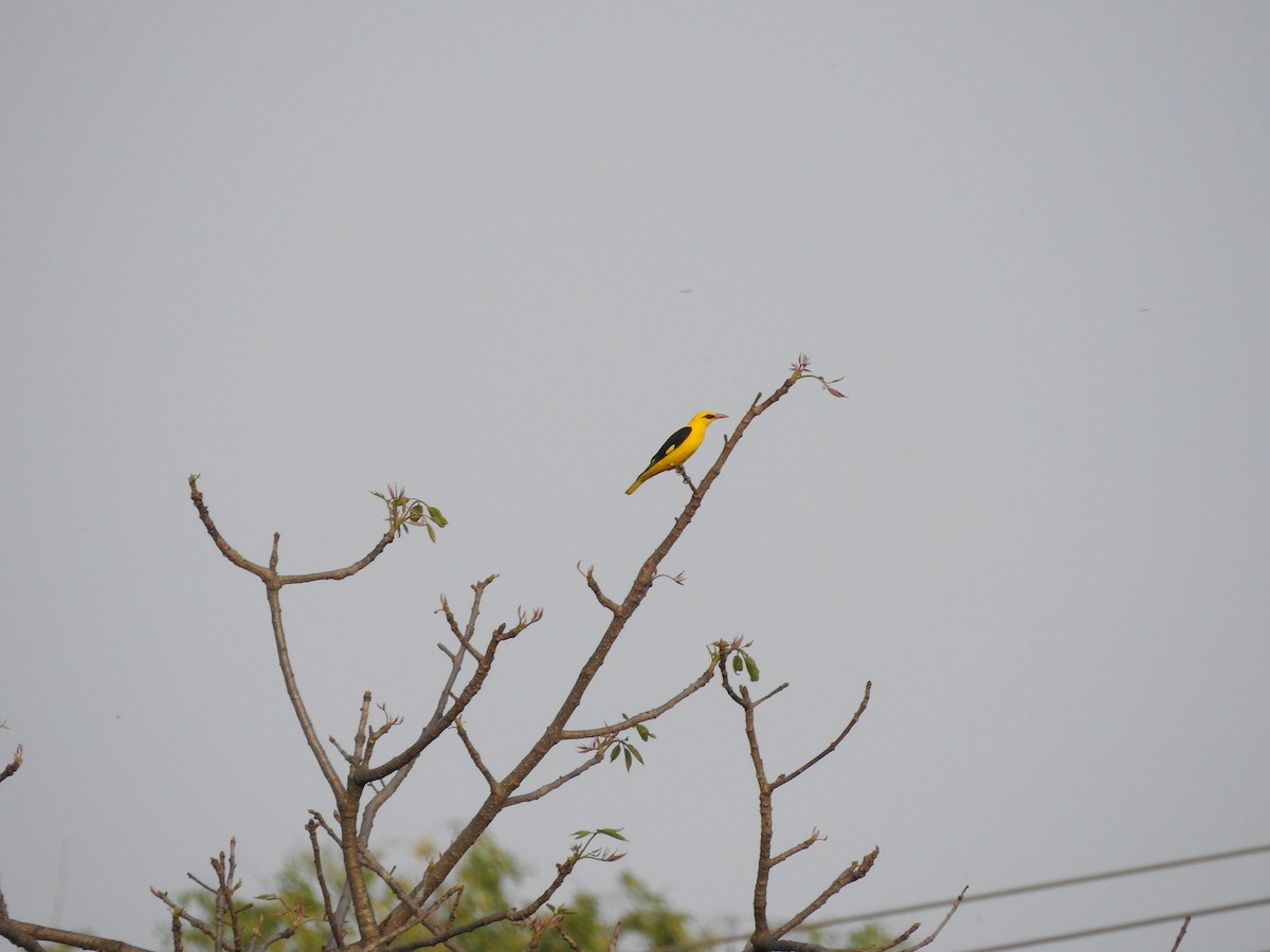 Indian Golden Oriole - ML634146828