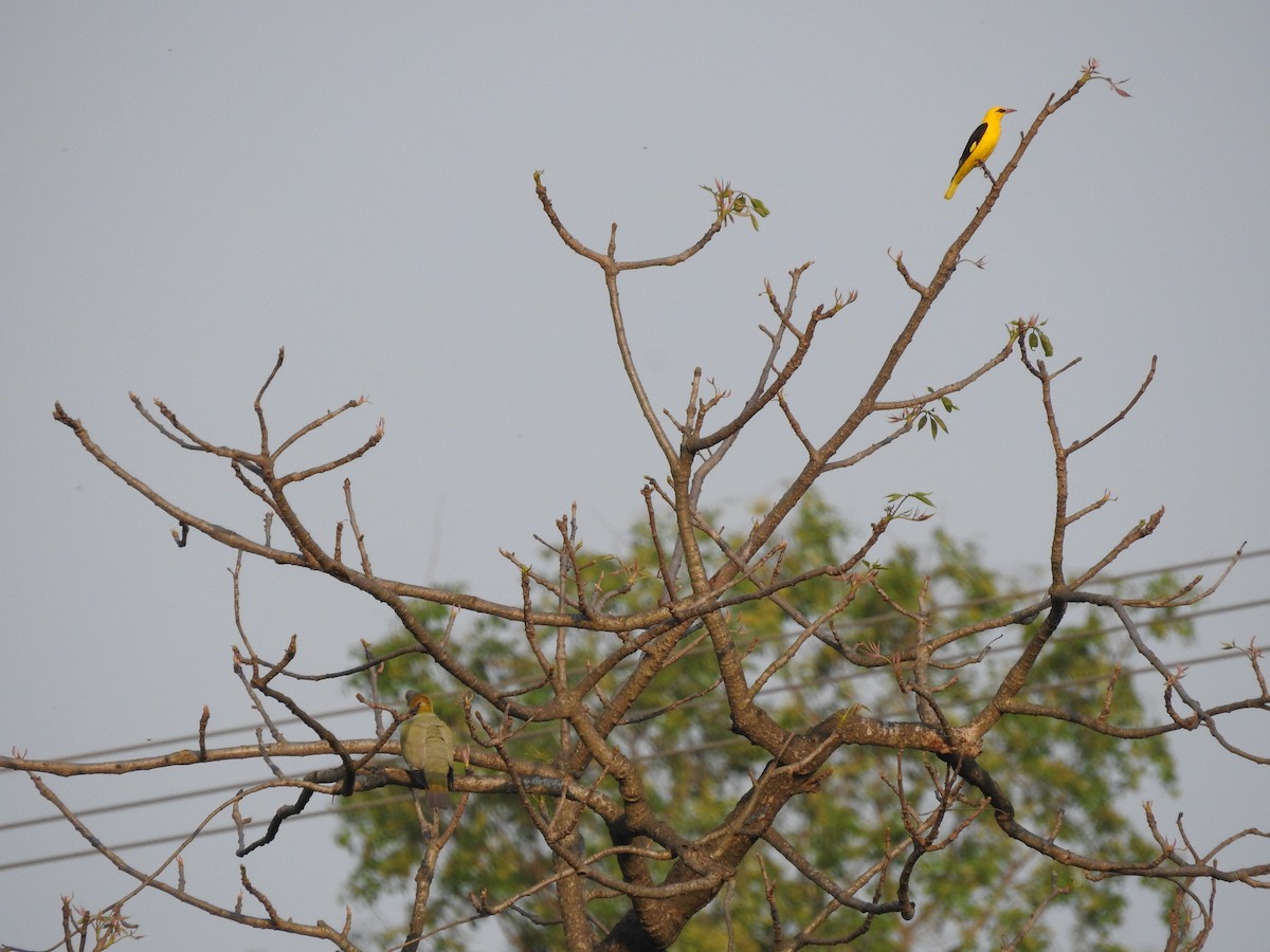 Indian Golden Oriole - ML634146829