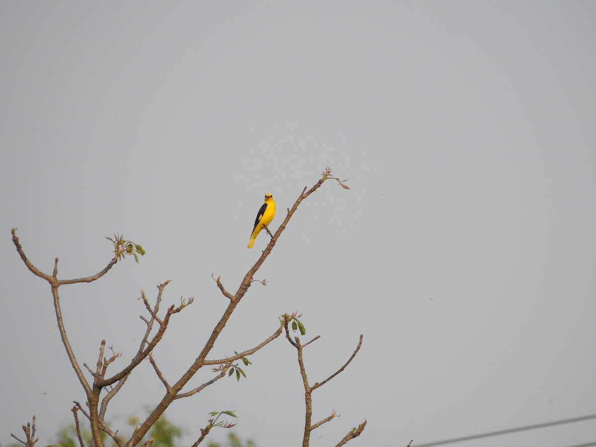 Indian Golden Oriole - ML634146830