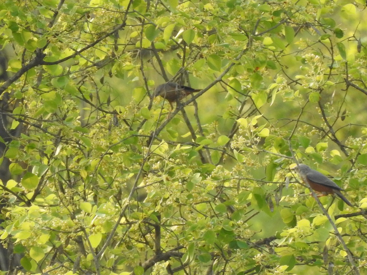 Chestnut-tailed Starling - ML634146832