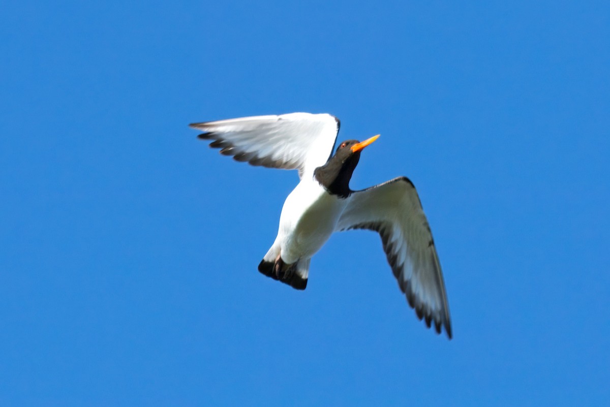 Eurasian Oystercatcher - ML634146868