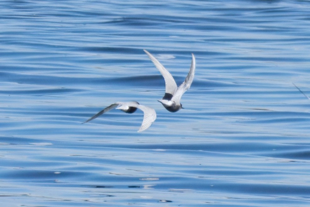 Black Tern - ML634146872