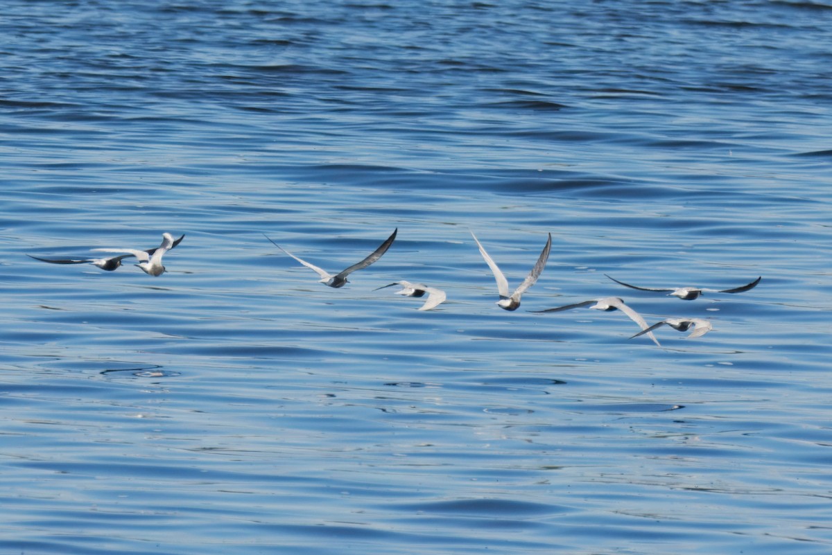 Black Tern - ML634146873