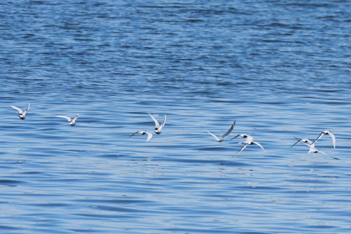 Black Tern - ML634146874