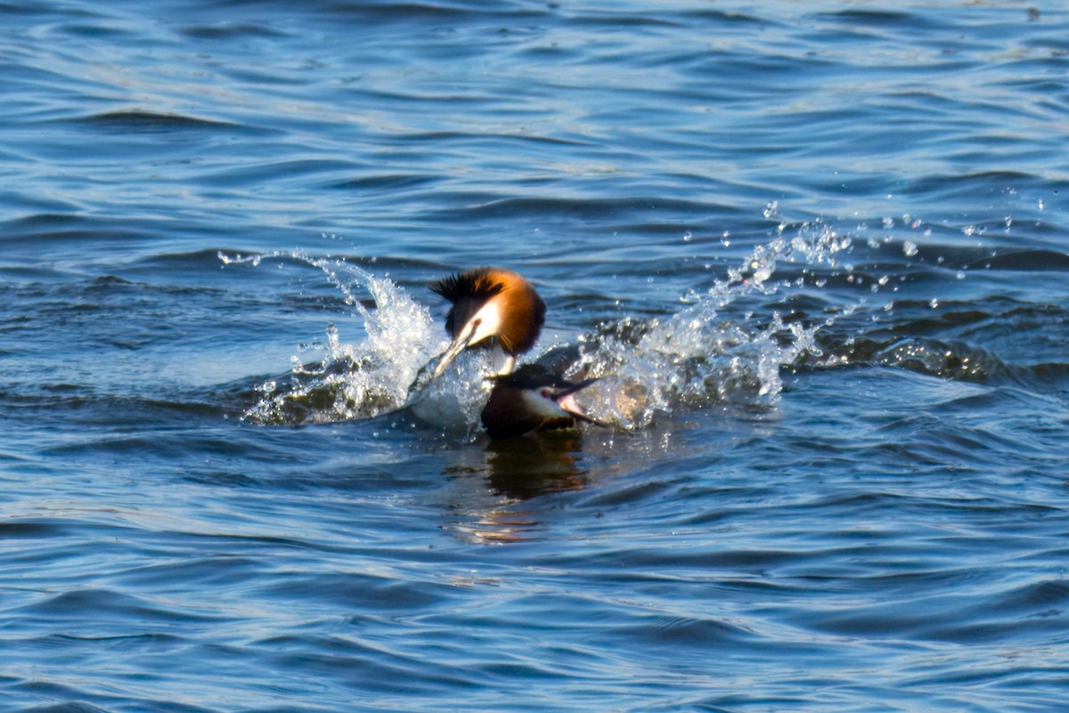 Great Crested Grebe - ML634146878