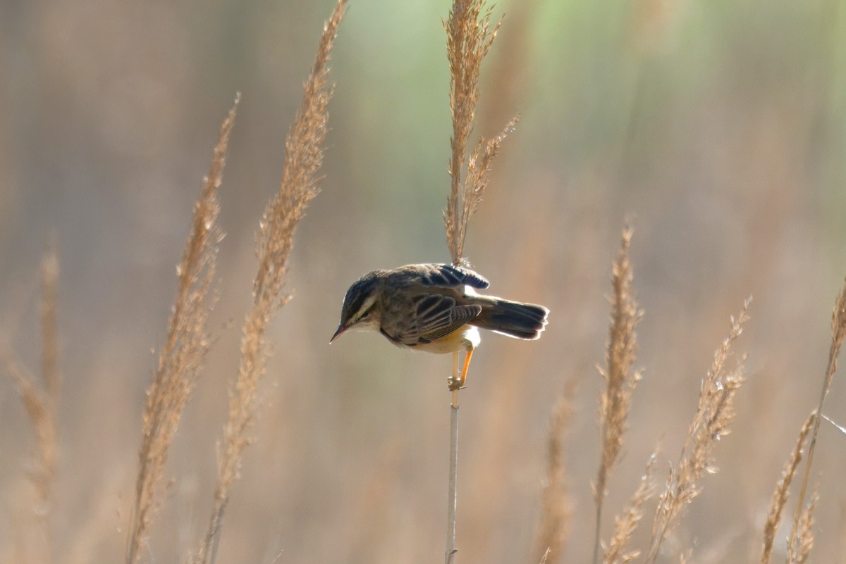Sedge Warbler - ML634146883