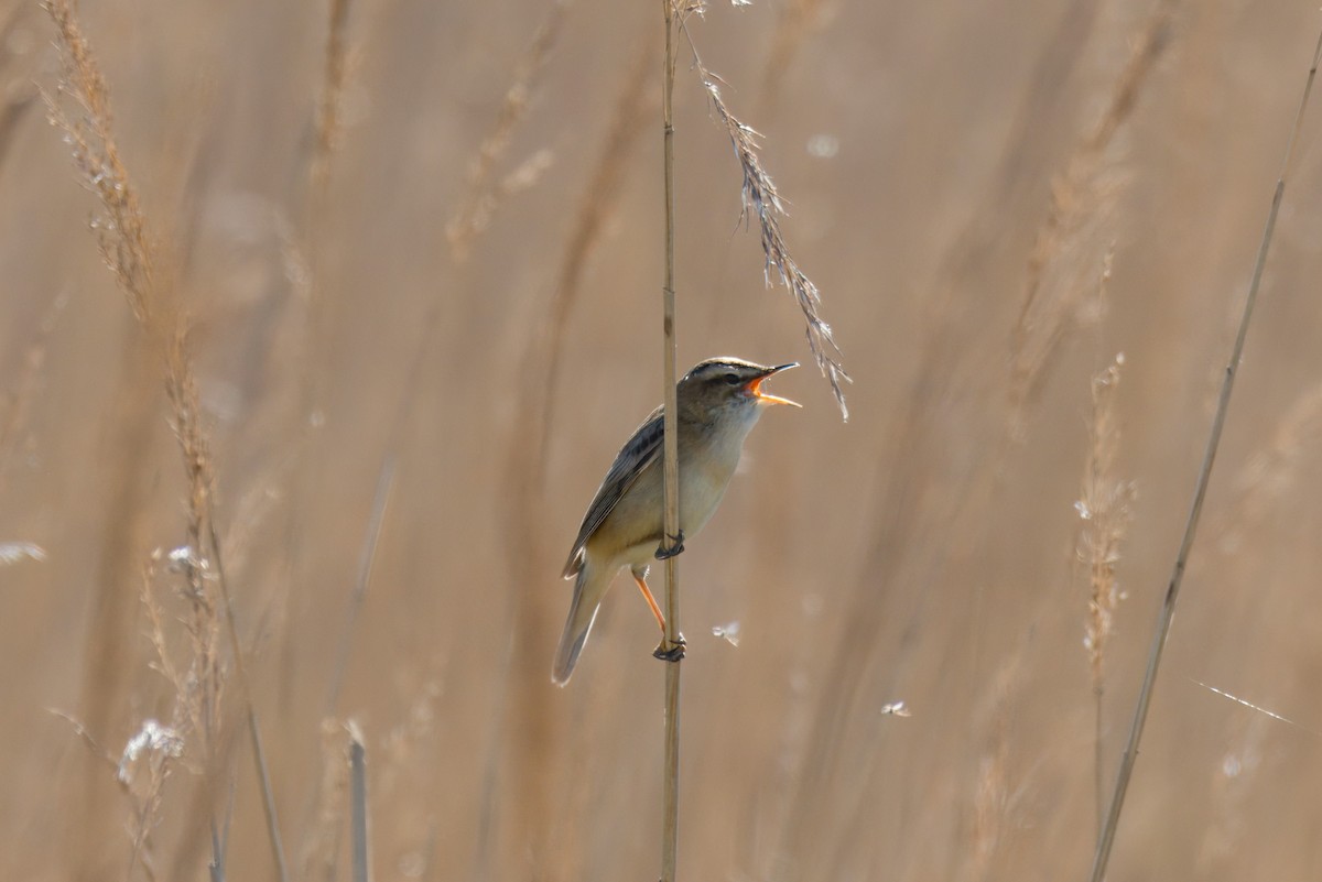 Sedge Warbler - ML634146884