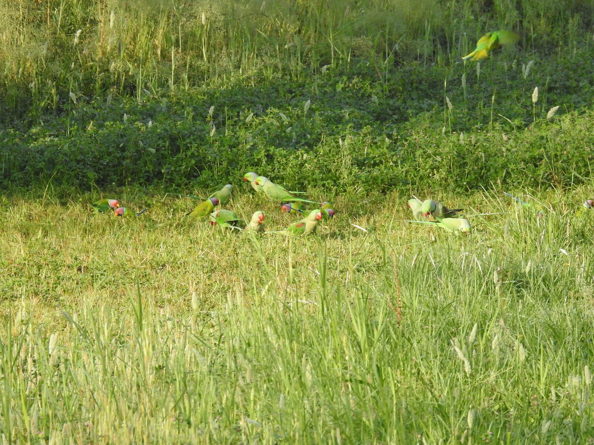 Plum-headed Parakeet - ML634146885