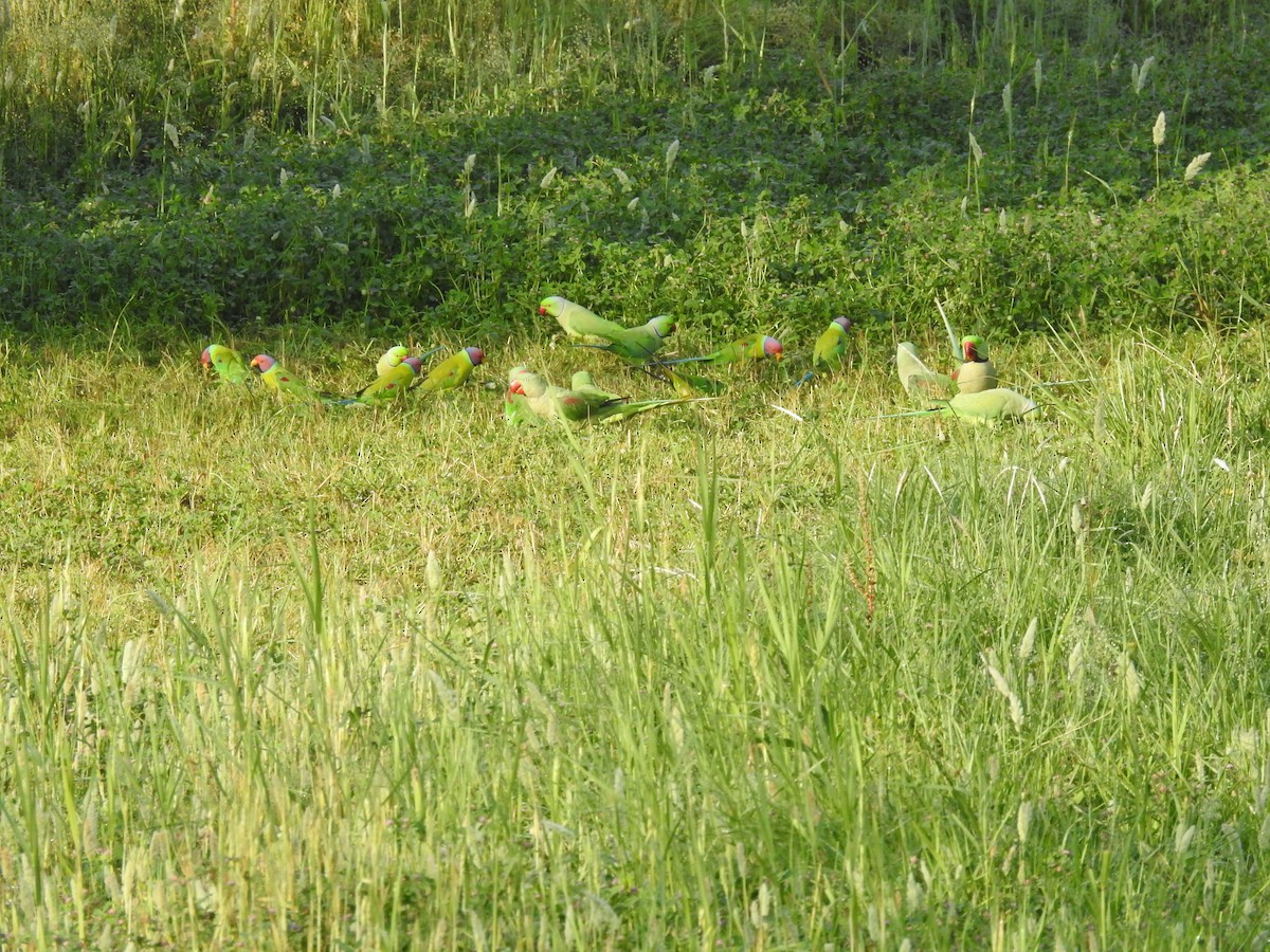 Plum-headed Parakeet - ML634146886