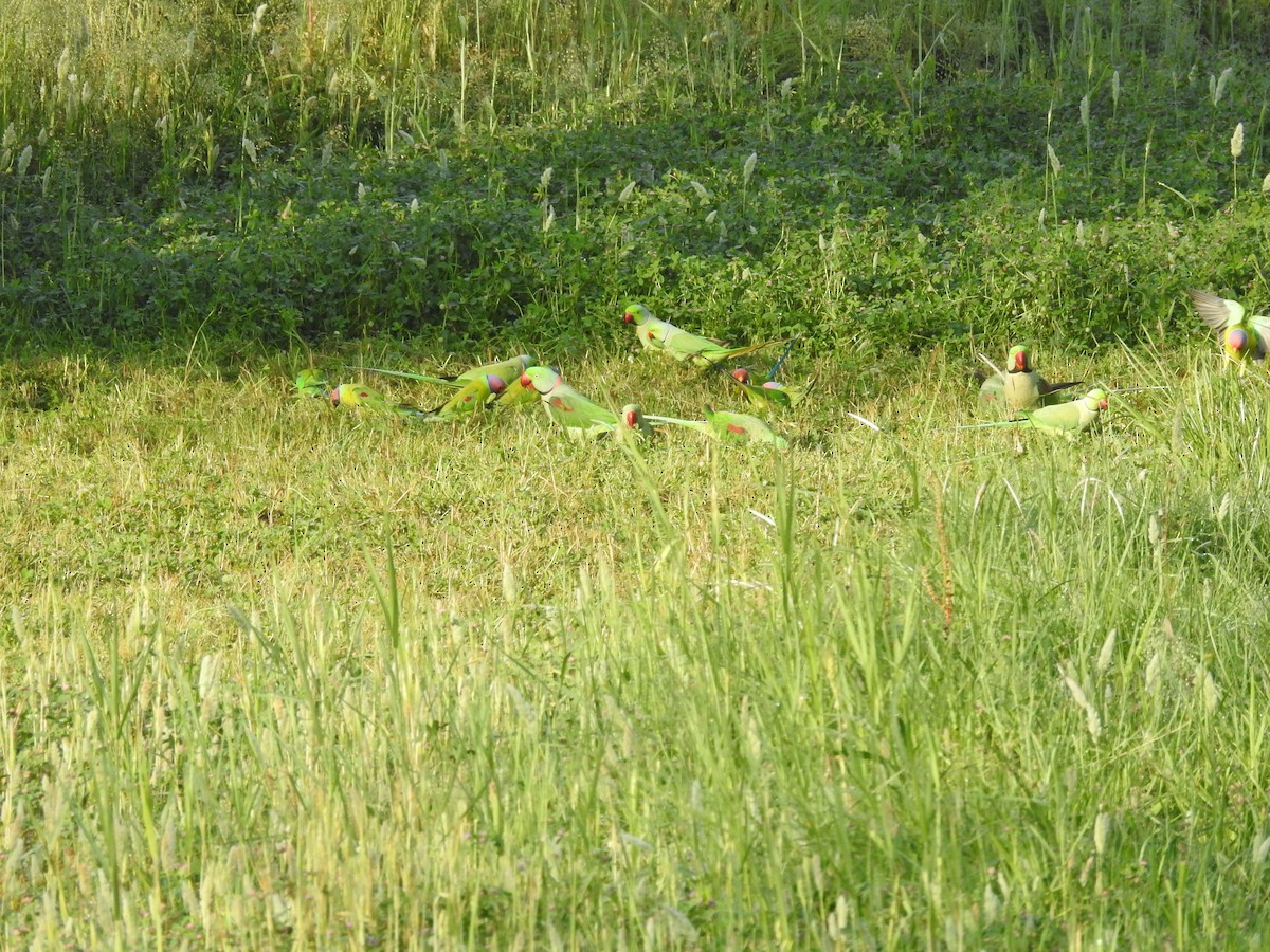 Plum-headed Parakeet - ML634146887