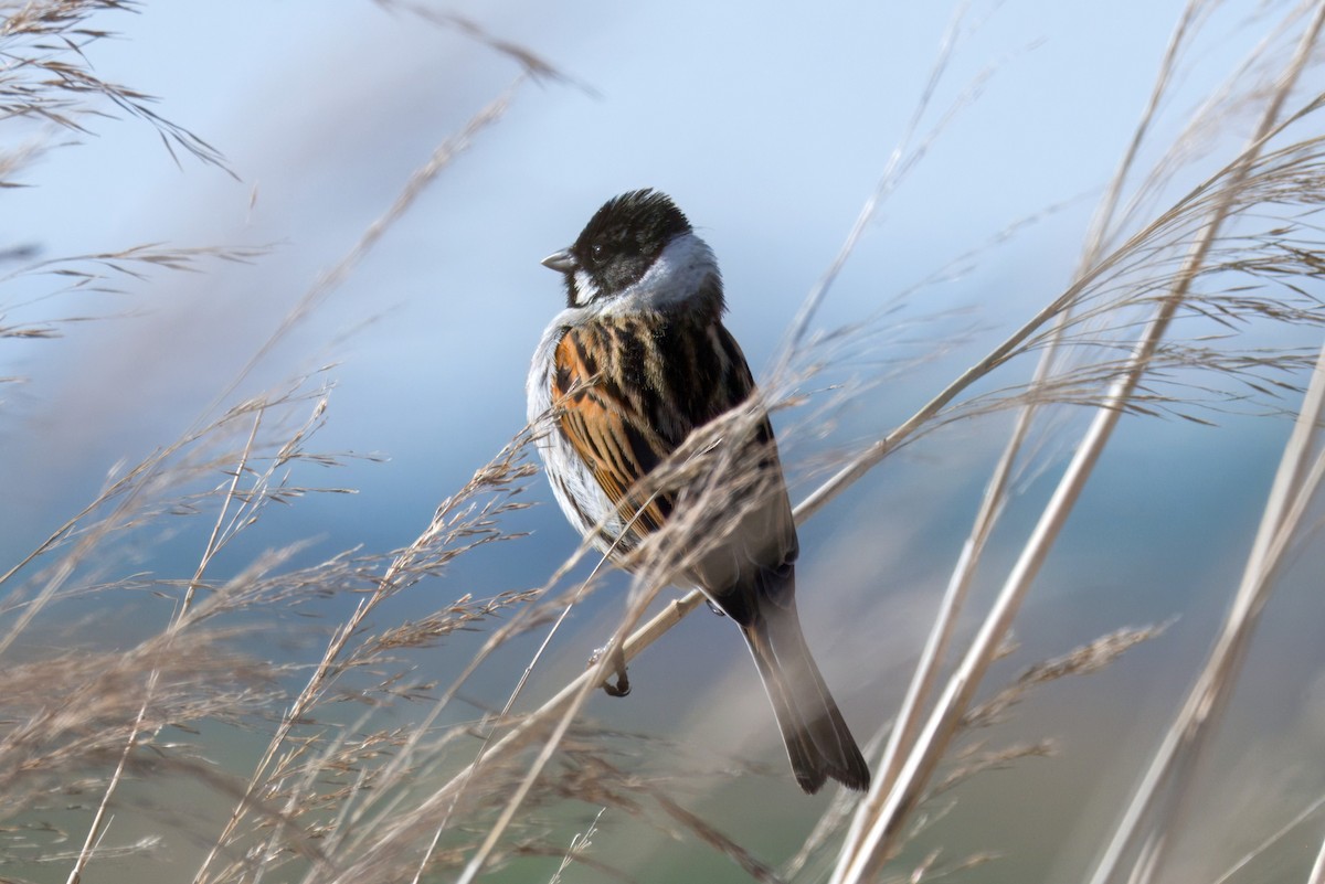 Reed Bunting - ML634146893