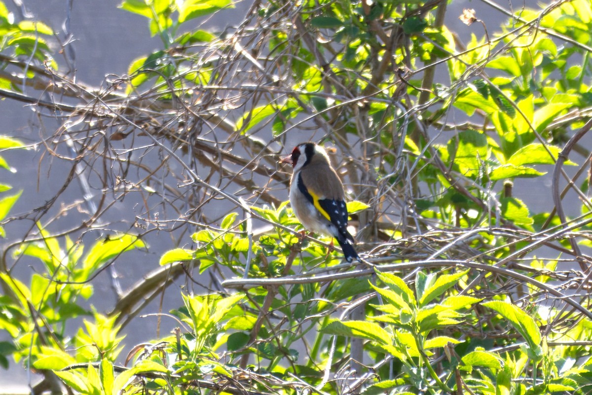 European Goldfinch - ML634146894