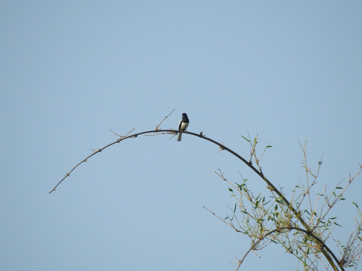 Oriental Magpie-Robin - ML634146897