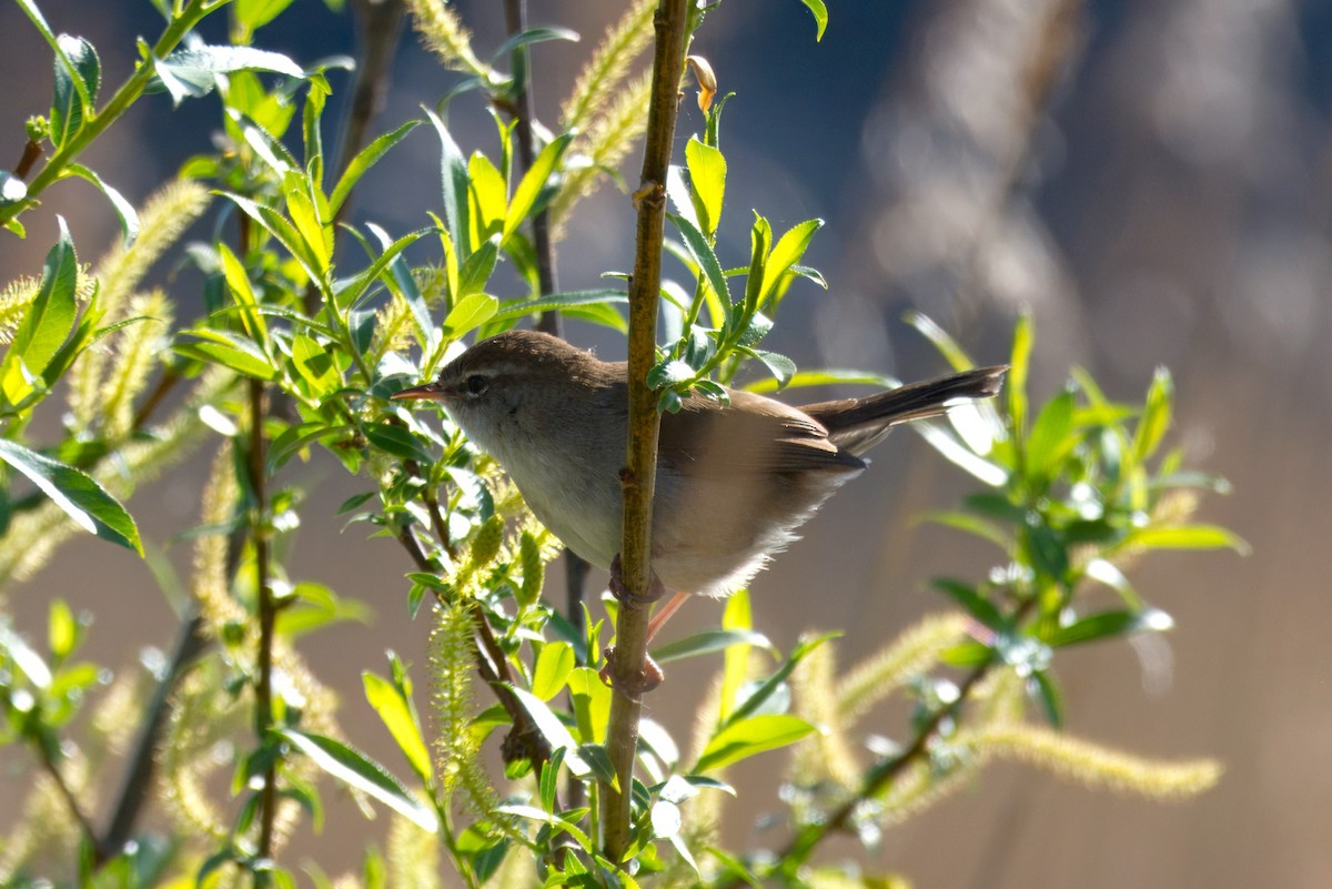 Cetti's Warbler - ML634146900