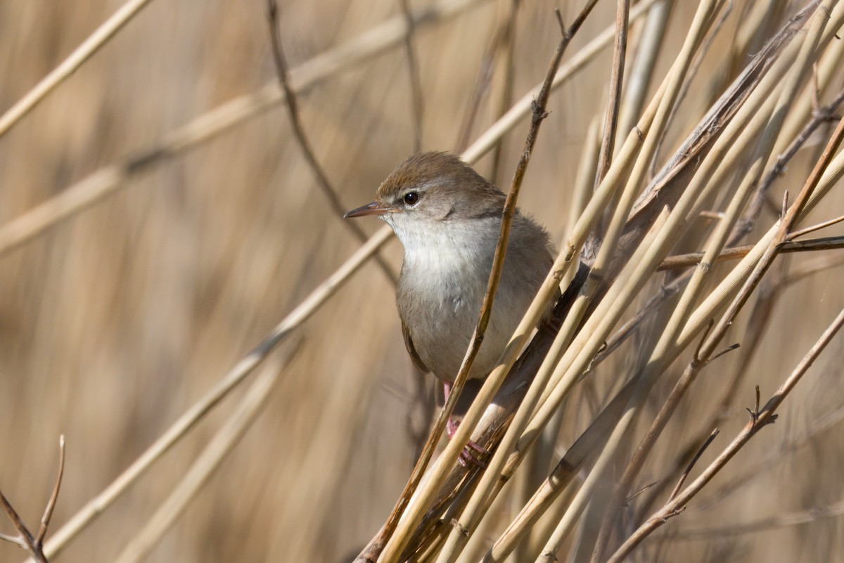 Cetti's Warbler - ML634146901