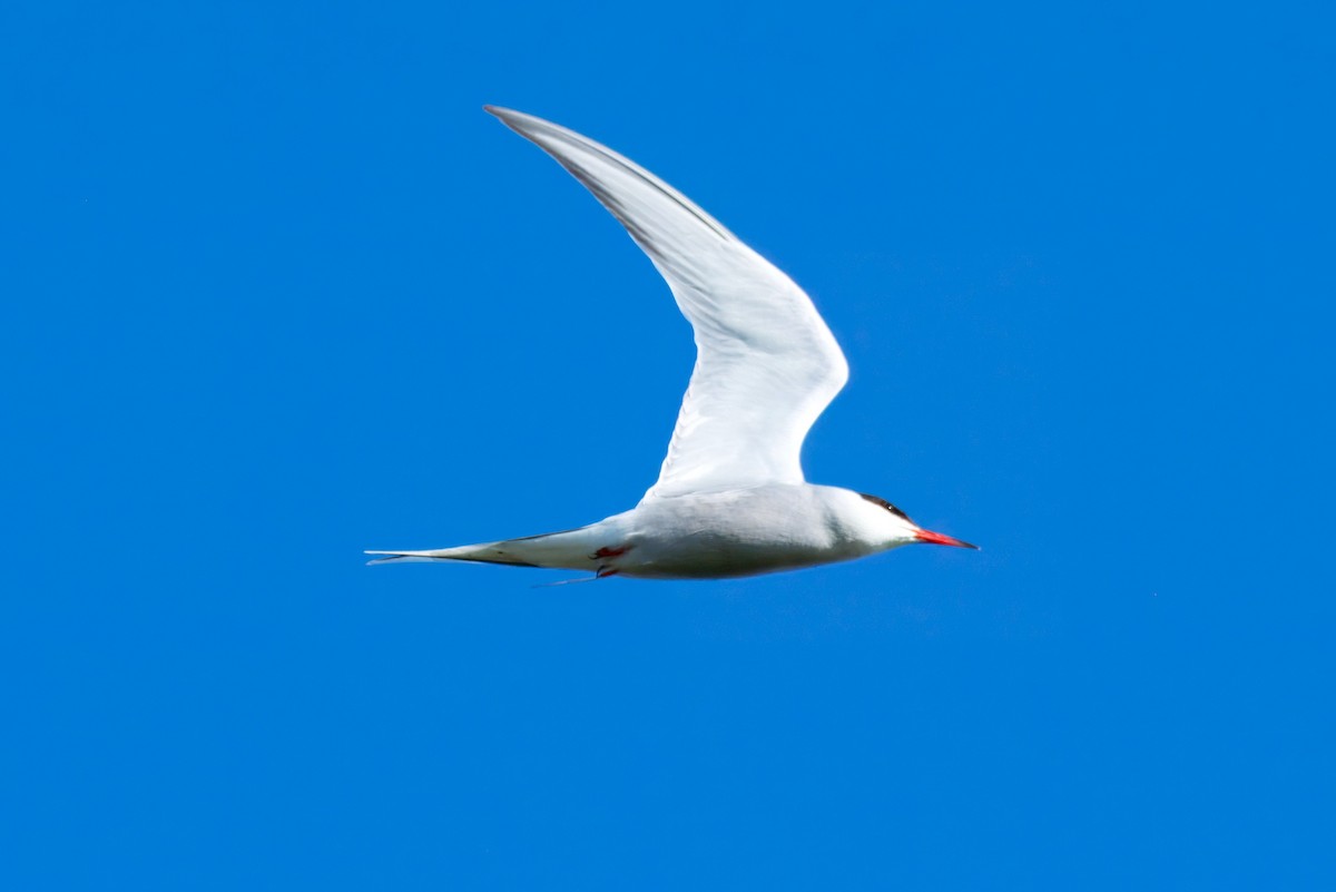 Common Tern - ML634146919
