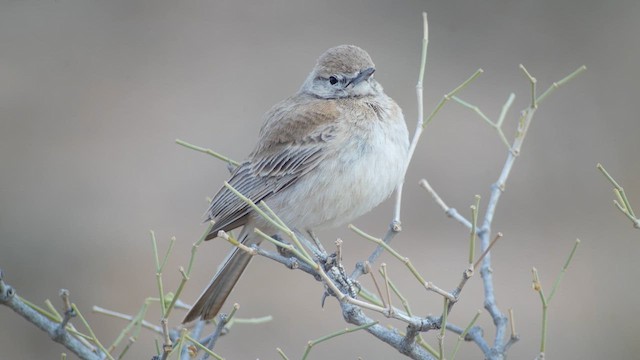 Lesser Hoopoe-Lark - ML634146948