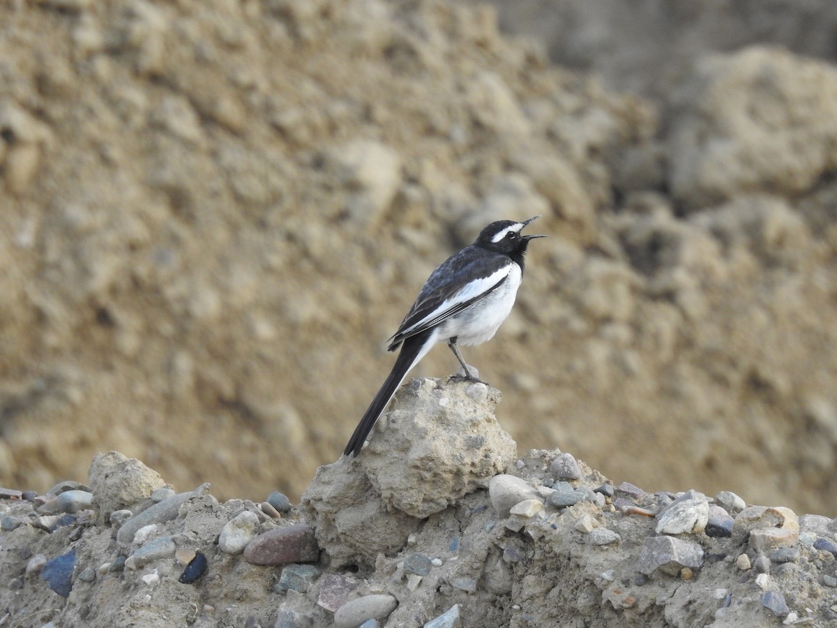 White-browed Wagtail - ML634146950