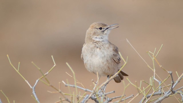 Lesser Hoopoe-Lark - ML634146951