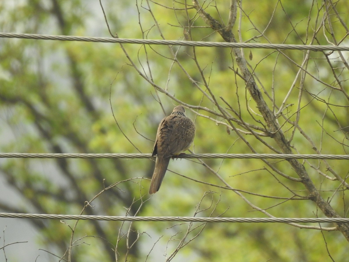 Spotted Dove - ML634147022