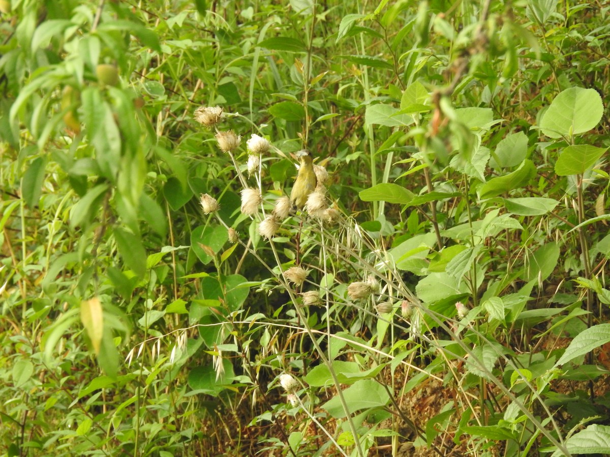 Purple Sunbird - ML634147024