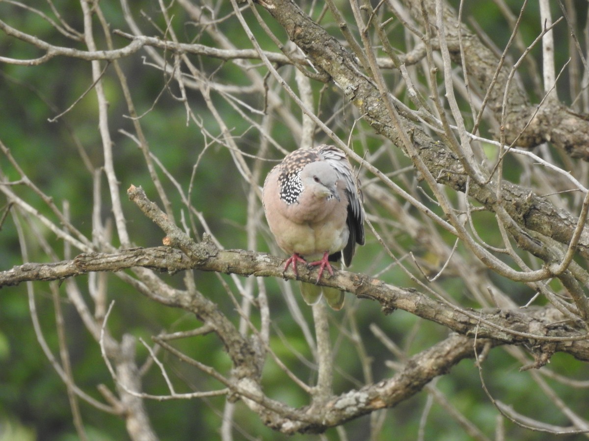 Spotted Dove - ML634147035