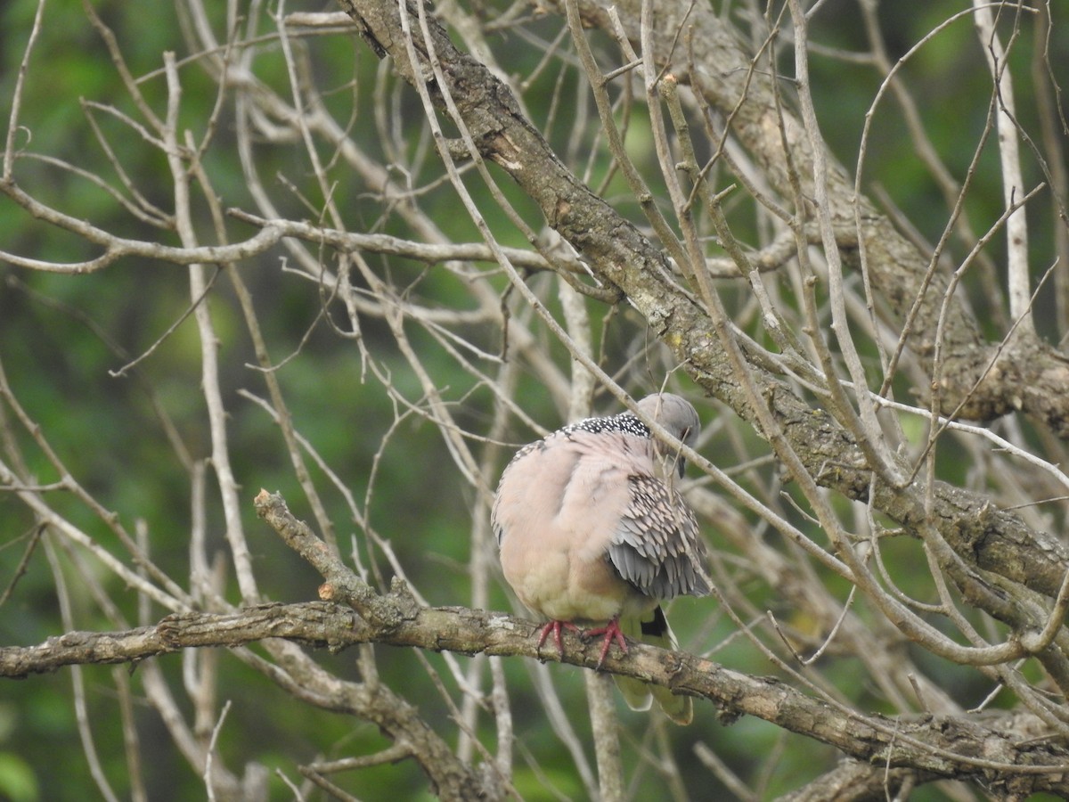 Spotted Dove - ML634147036