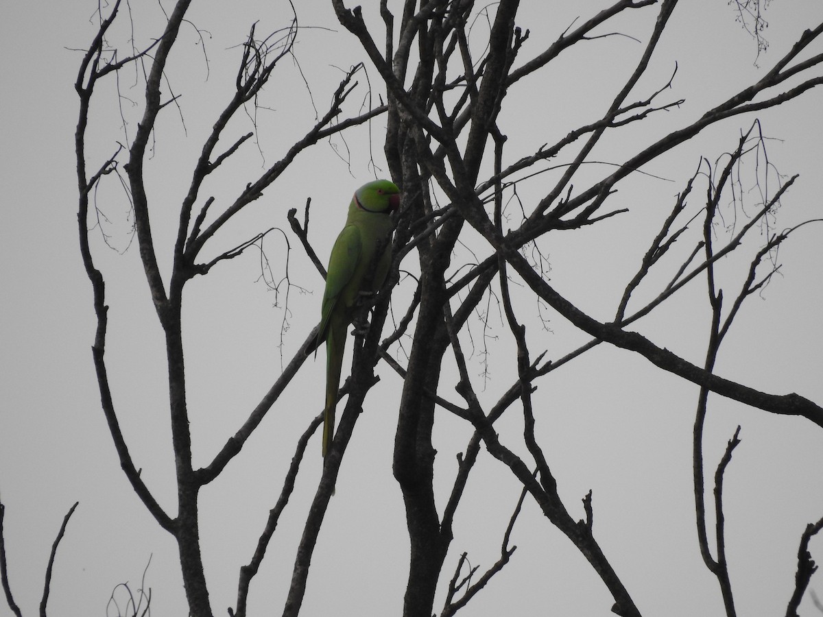 Rose-ringed Parakeet - ML634147045