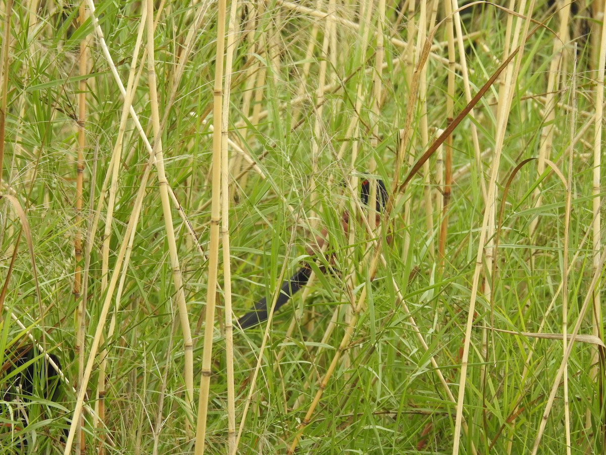 Greater Coucal - ML634147069