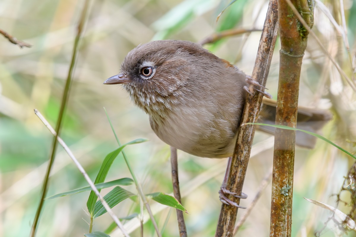 Taiwan Fulvetta - ML634147084
