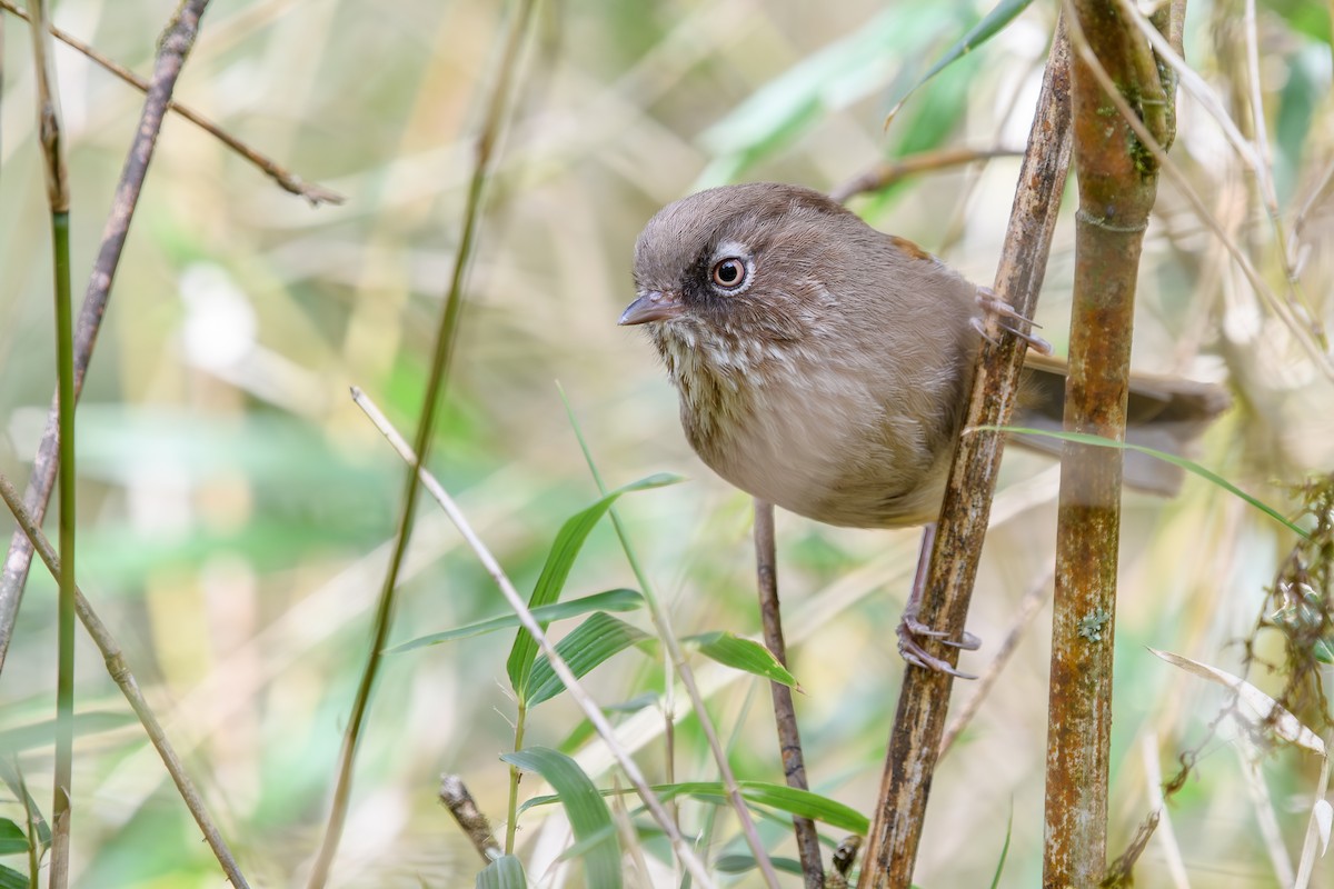 Taiwan Fulvetta - ML634147085