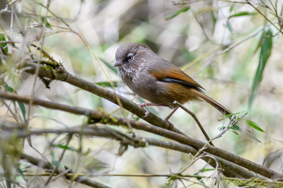 Taiwan Fulvetta - ML634147086