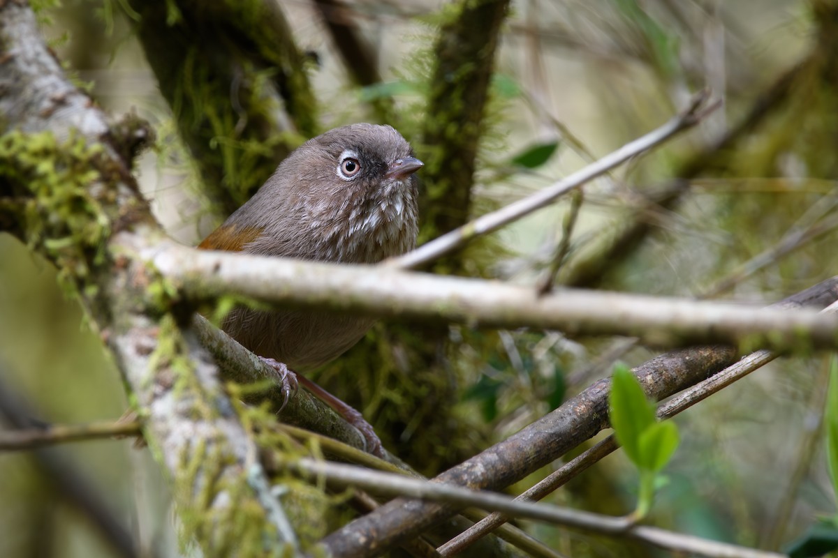 Taiwan Fulvetta - ML634147087