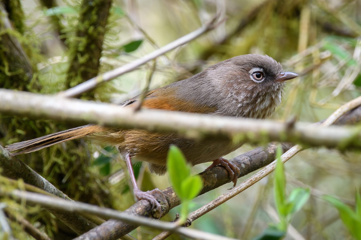 Taiwan Fulvetta - ML634147088