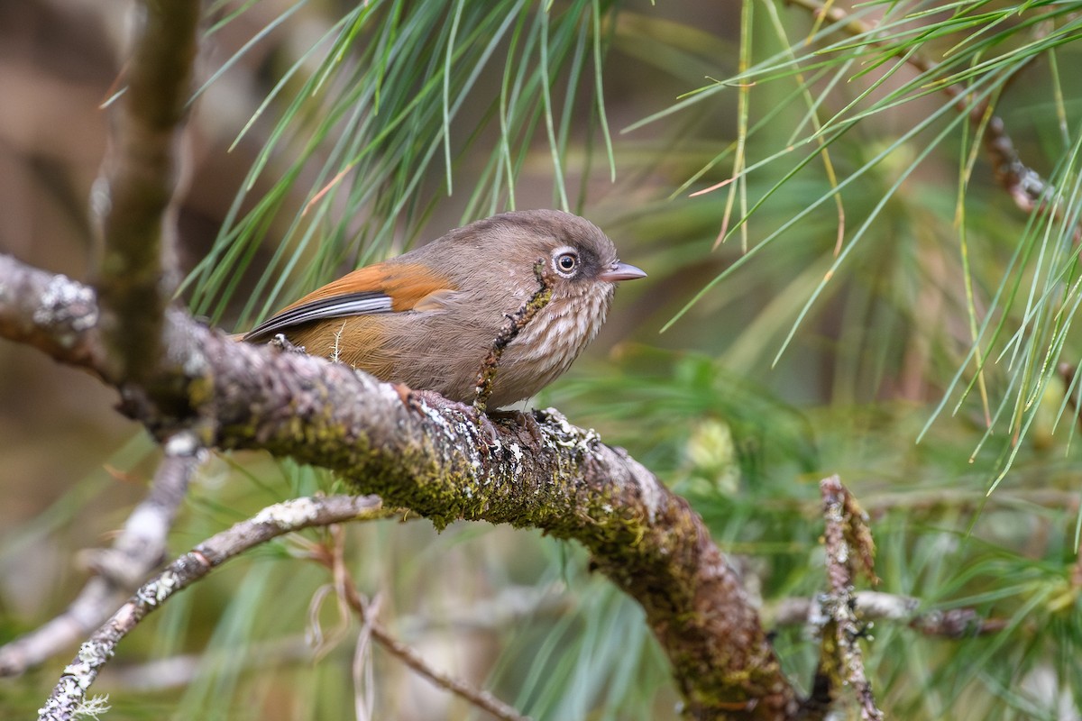 Taiwan Fulvetta - ML634147089