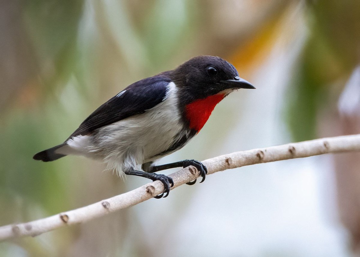 Red-chested Flowerpecker - ML634147218