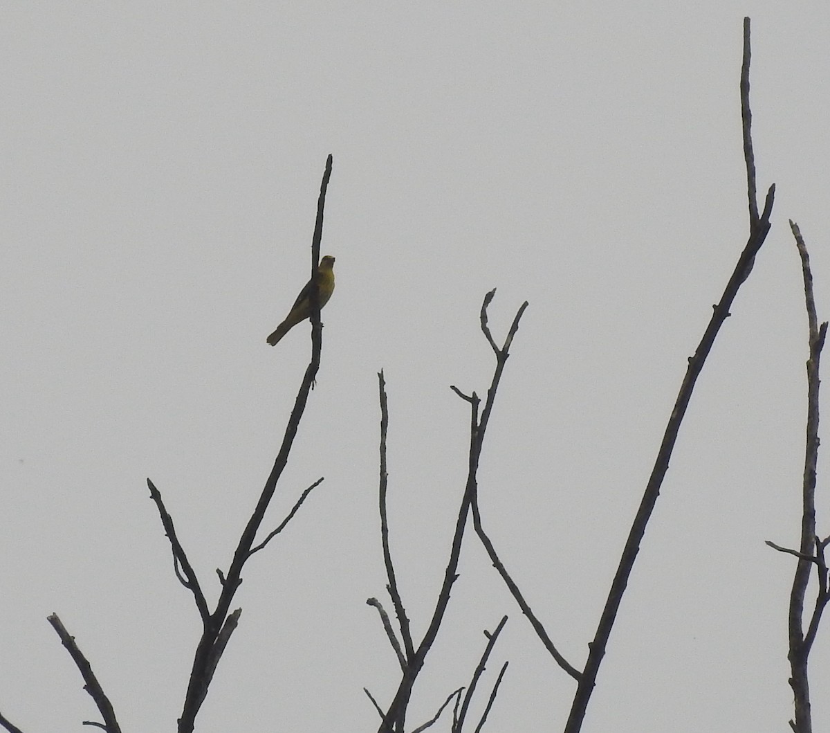 Indian Golden Oriole - ML634147226