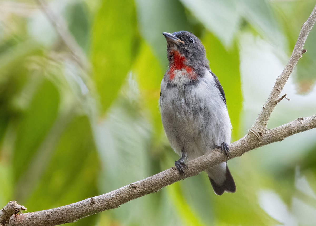Red-chested Flowerpecker - ML634147238