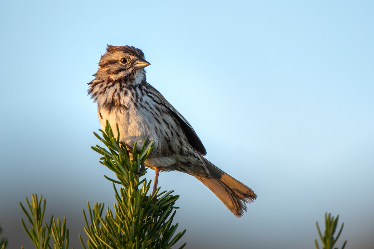 Song Sparrow - ML634147259
