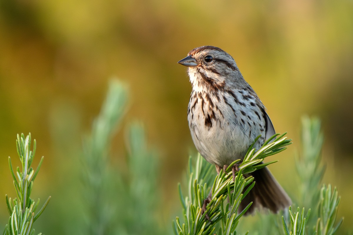 Song Sparrow - ML634147260