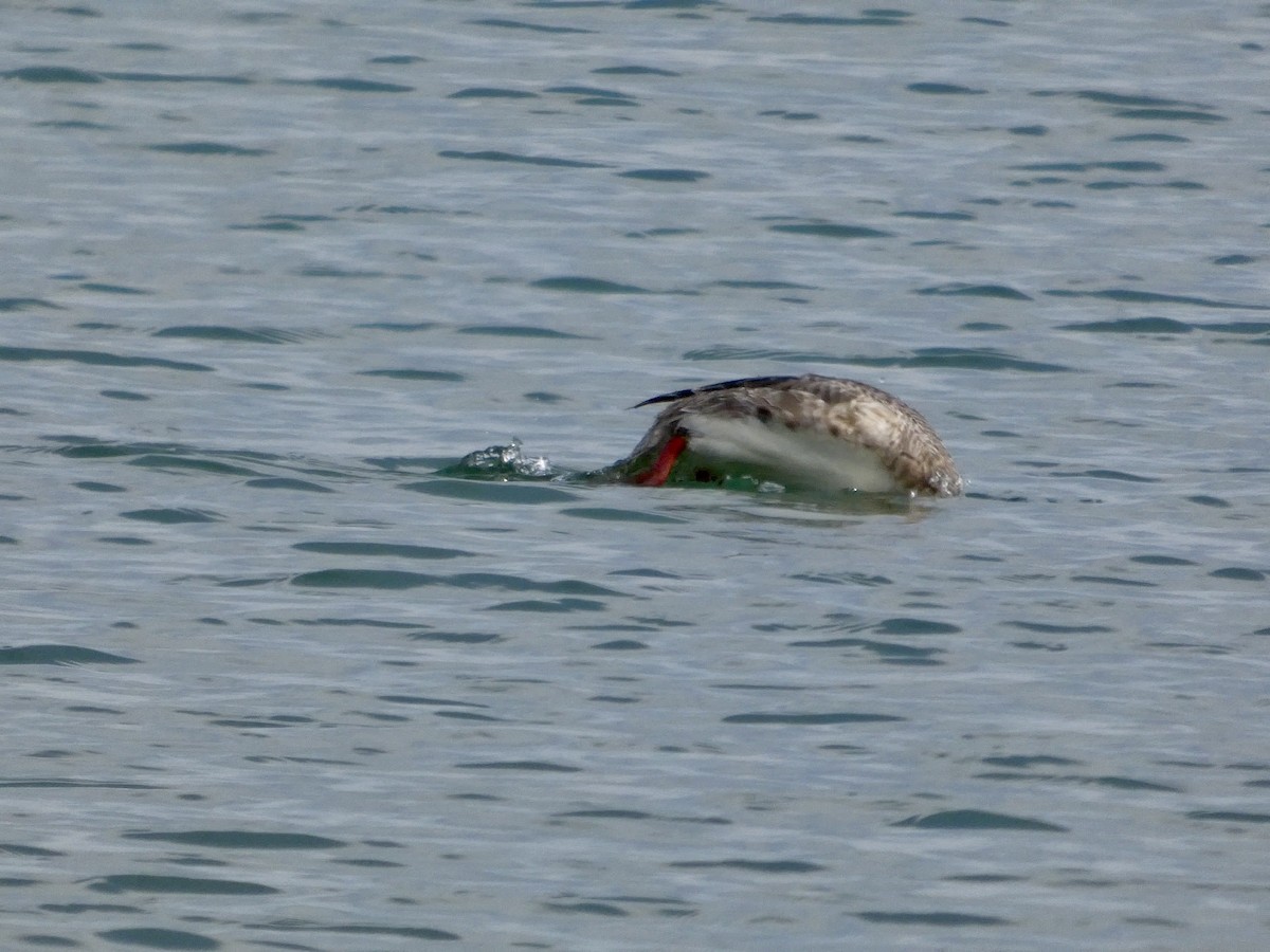 Сэвгэр бохио - ML634147262