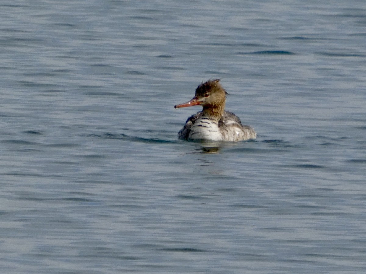 Сэвгэр бохио - ML634147263
