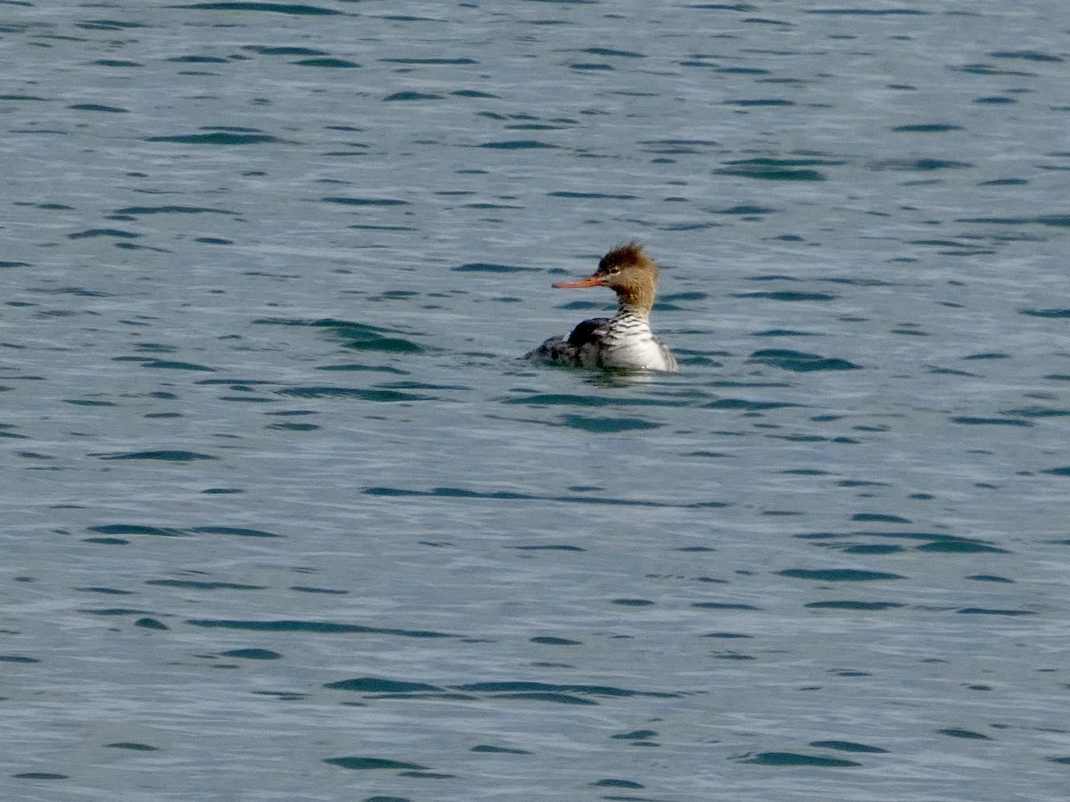 Сэвгэр бохио - ML634147264