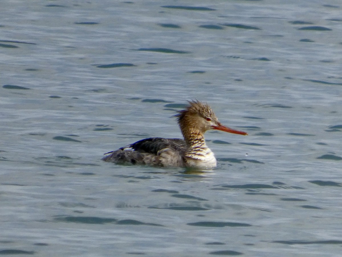 Сэвгэр бохио - ML634147265