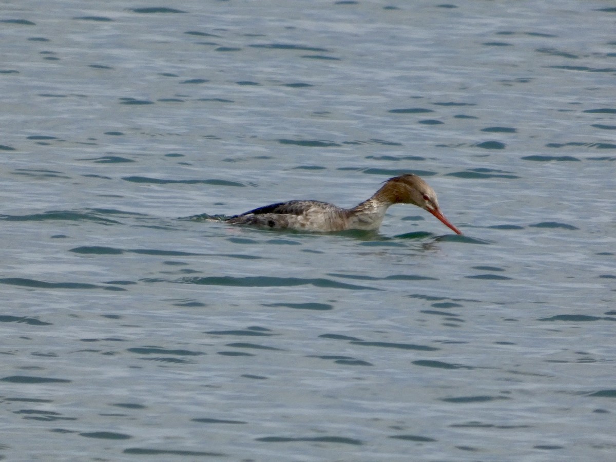 Сэвгэр бохио - ML634147266