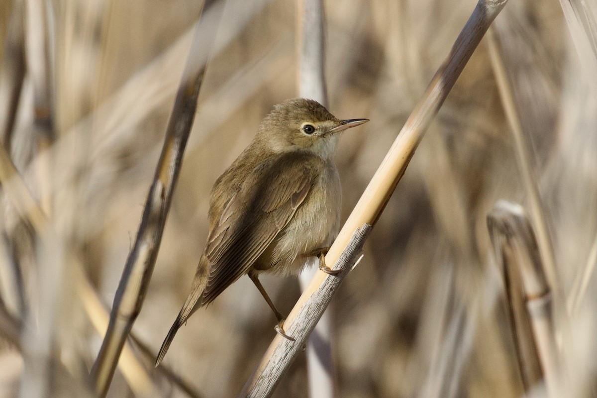 Common Reed Warbler (Caspian) - ML634147267